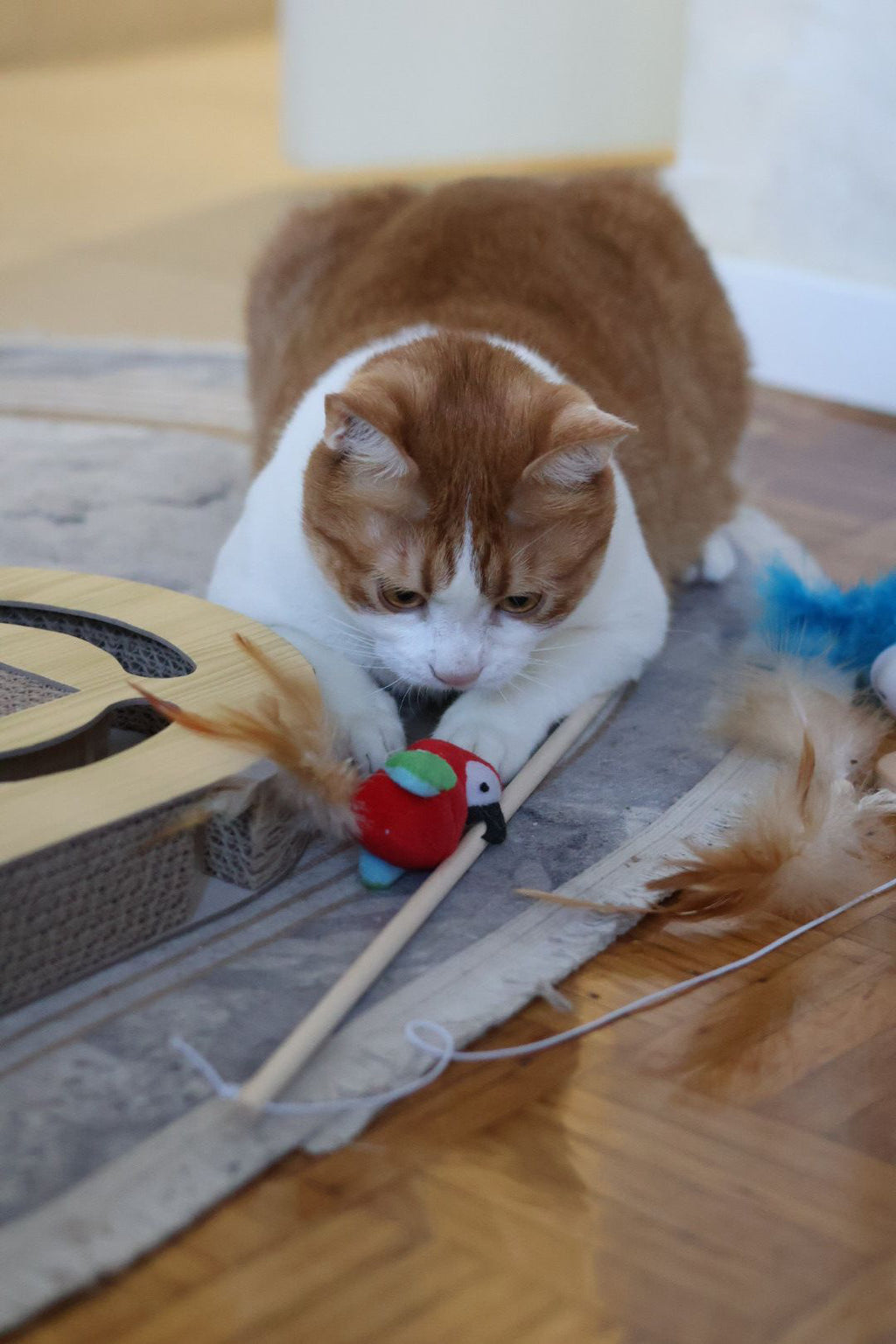 Svrća Set bundle – Kompletna kolekcija igračaka za mačke 🐾