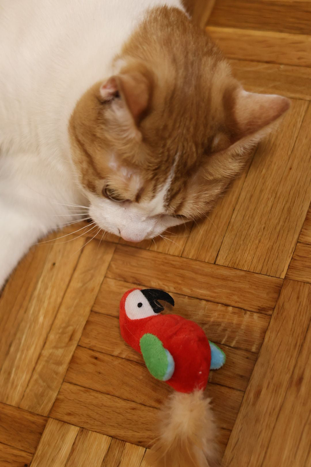 Svrća Set bundle – Kompletna kolekcija igračaka za mačke 🐾